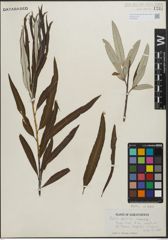 Foto von Salix pellita (Andersson) Bebb